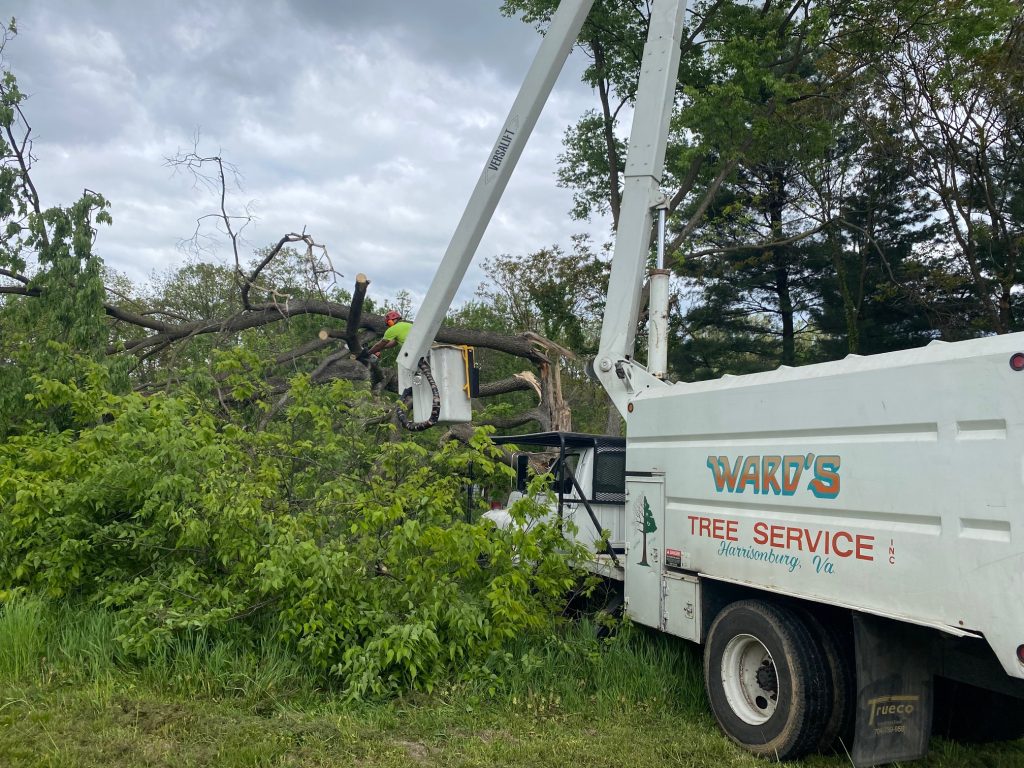 Tree removal after storm damage