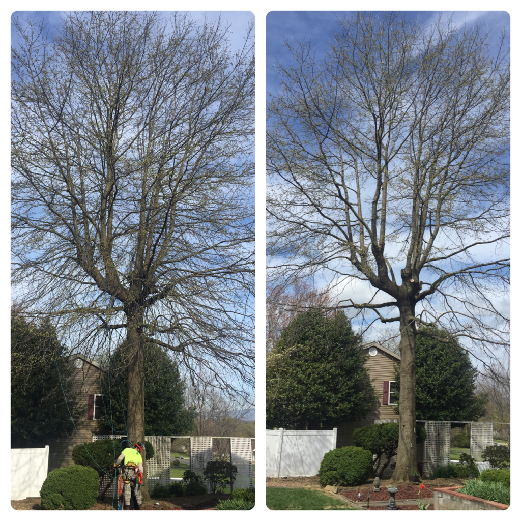 Pruning before and after